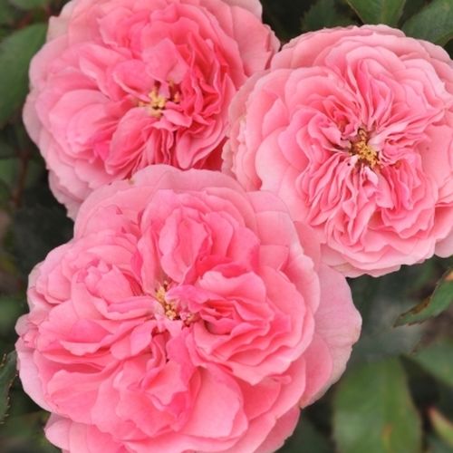 Vendita, rose rose floribunde - rosa - Rosa Allure™ - rosa mediamente profumata - PhenoGeno Roses - ,-